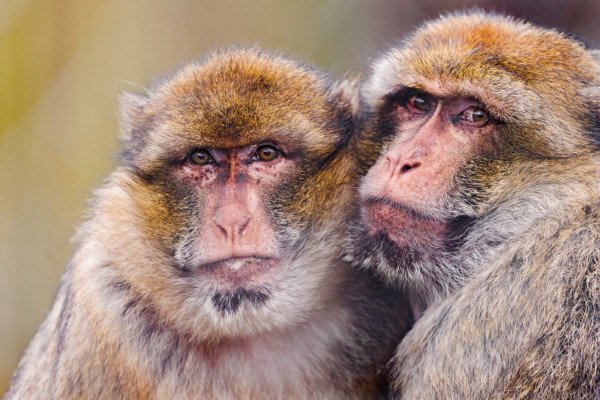 Macaques hugging