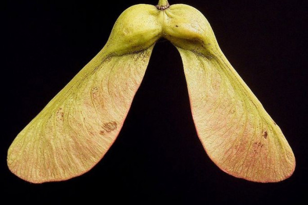 Acer pseudoplatanus - Helicopter Seeds