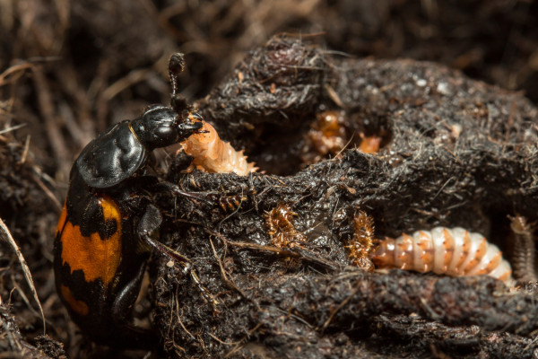 The quality of parenting received by young beetles influences how they look after their own larvae.
