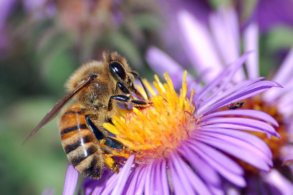  European honey bee (Apis mellifera) extracts nectar from an Aster flower using its proboscis. Tiny hairs covering the bee's body maintain a slight electrostatic charge, causing pollen from the flower's anthers to stick to the bee, allowing for...