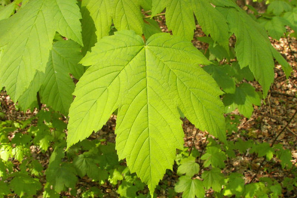 Sycamore Maple (Acer pseudoplatanus)