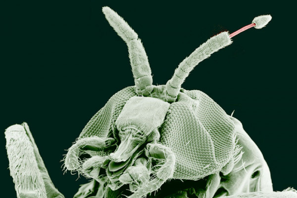 Adult Black Fly (Simulium yahense) with (Onchocerca volvulus) emerging from the insect's antenna. The parasite is responsible for the disease known as River Blindness in Africa. Sample was chemically fixed and critical point dried, then observed...