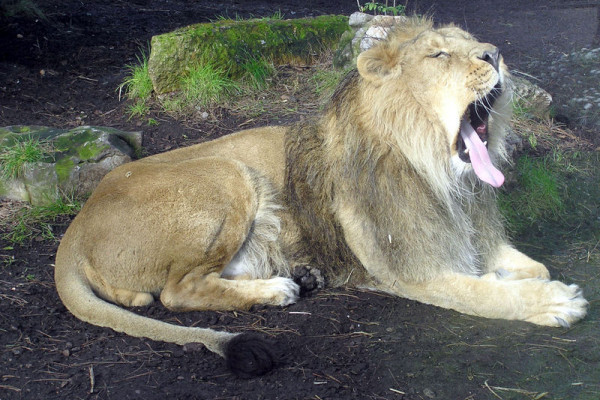A lion yawning at Bristol Zoo, UK