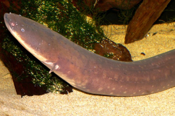 Photo of Electrophorus electricus (electric eel) at the Steinhart Aquarium in San Francisco, taken June 2005