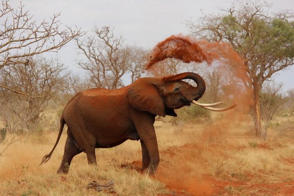 African elephant throwing dust over itself
