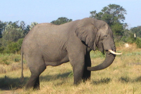 Elephant in Botswana