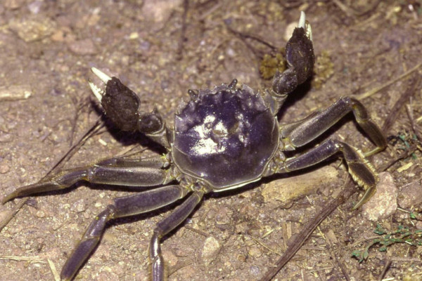 Eriocheir sinensis, Chinese mitten crab. This specimen was found roughly 150 metres from the banks of the Elbe River in the German state of Brandenburg. The carapaces width is estimated at six centimetres.