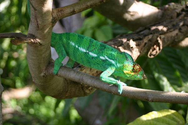 Female Chameleon, Madagascar