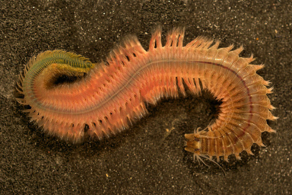 A nereid polychaete worm