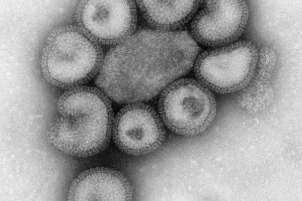 A small group of influenza viruses or virons