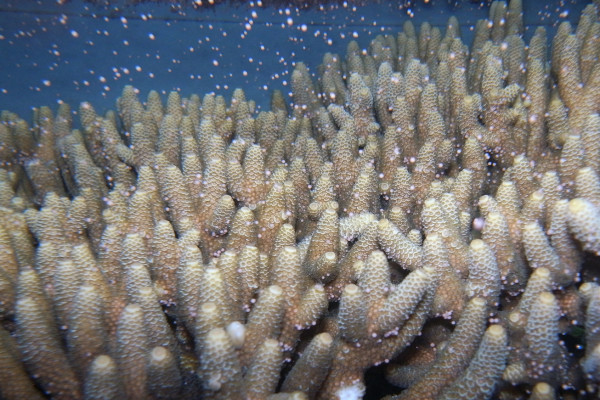 How can more than 100 different species of coral spawn at the same time?