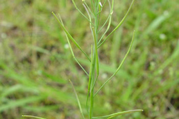 Arabidopsis - a model plant