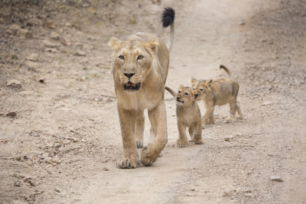 Asiatic lions in the Gir Forest