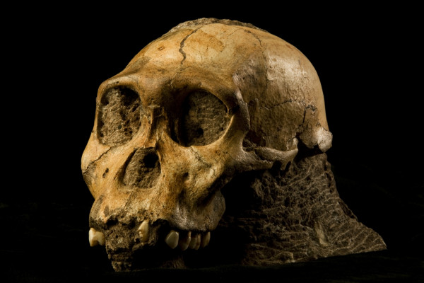The cranium of Malapa hominid 1 (MH1) from South Africa, named \Karabo\. The combined fossil remains of this juvenile male is designated as the holotype for Australopithecus sediba.