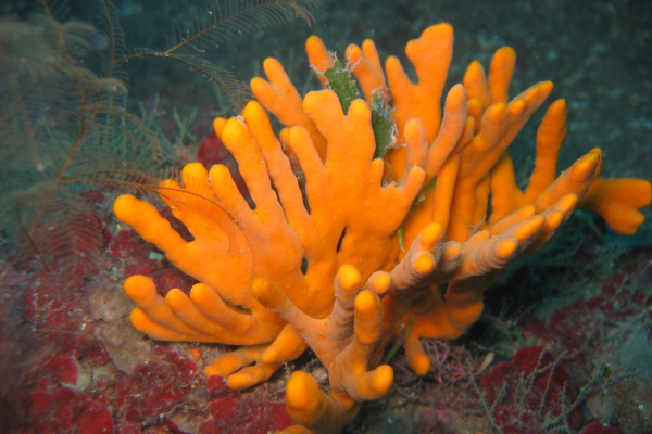 Scientists are researching how well sea sponges can absorb contaminants in order to protect Europes coastline. Image courtesy of Pierre Sauleau