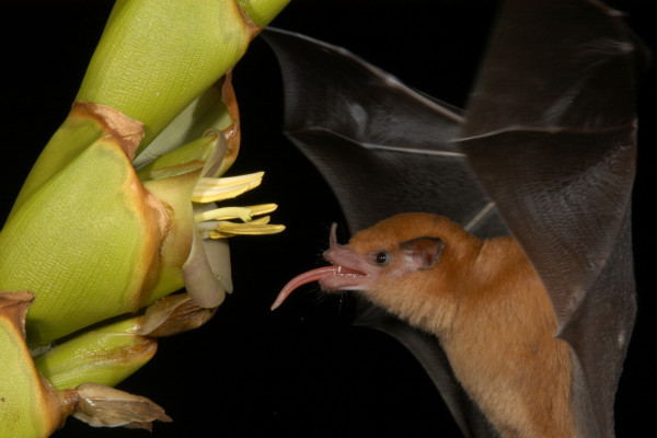 The pumping tongue nectar-feeding bat Lonchophylla robusta visiting a bromeliad flower