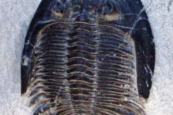 A fossilised trilobite
