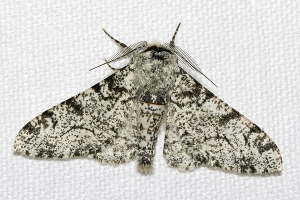 A white form of peppered moth.