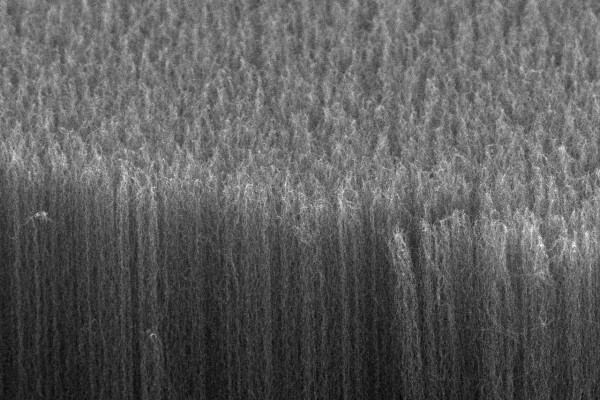 A side-view SEM image of the darkest material at a high magnification. The nanotubes are vertically aligned, forming a highly porous nanostructure.