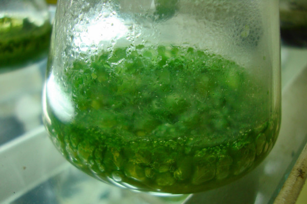 Cyanobacteria, one of the sources of oxygen on the early Earth
