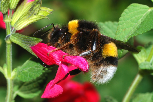 A male Bombus terrestris bumblebee