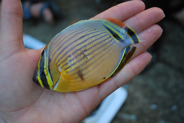 Butterfly fish, caught in Fiji as part of a marine research expedition.