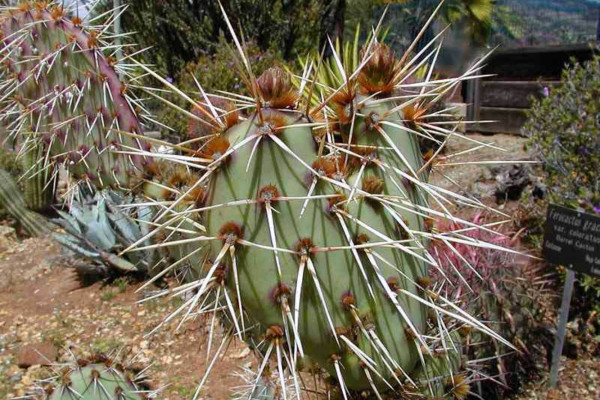 Many species of cactus have long, sharp spines.