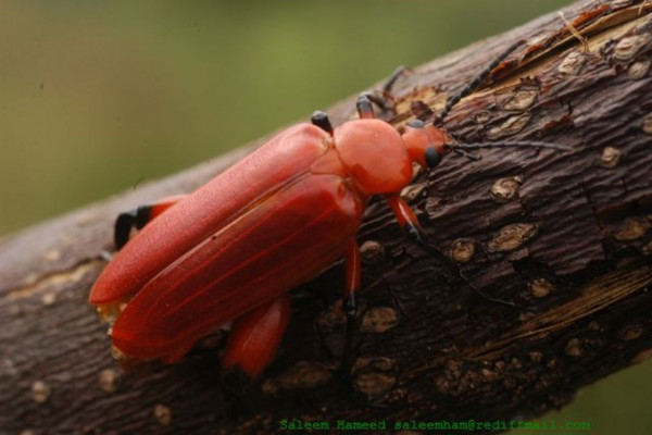 Genus Horia of the family Meloidae. From Bannerghatta