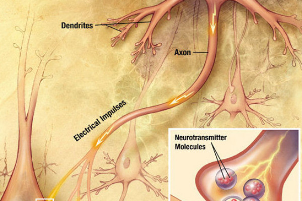 The process of synaptic transmission in neurones.