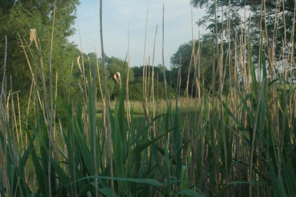 A protected wetland landscape area CHKO Záhorie, Slovakia