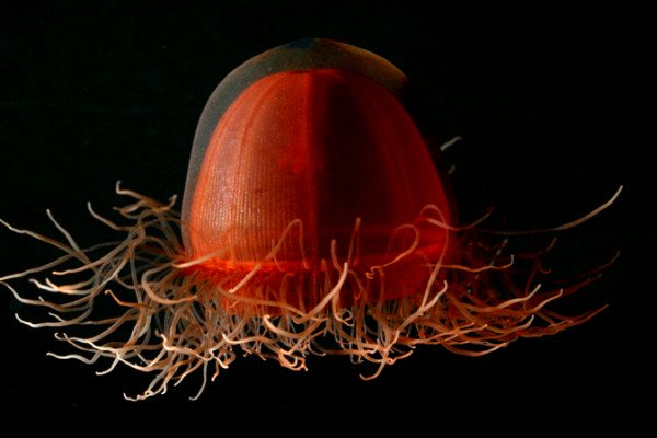 Jellyfish (Crossota norvegica)