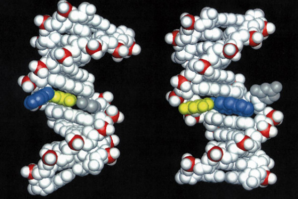 Structures of DNA damaged by the carcinogenic aromatic amine 2-aminofluorene (AF). Left: AF in the B-DNA major groove, the predominant structure at a mutational coldspot.