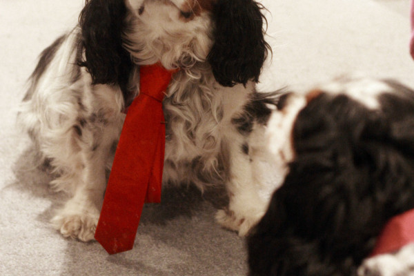 Patch (the dog) power dressing