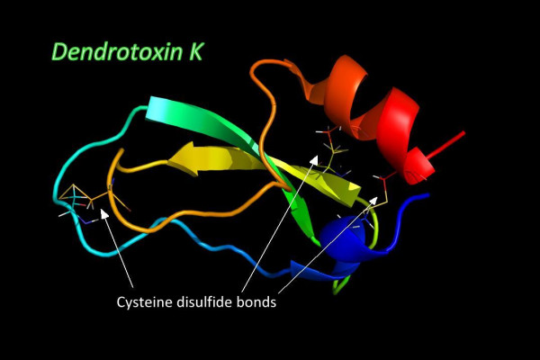 Dendrotoxin K with disulfide bonds indcated by arrows