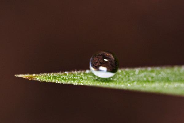 Dew droplet, about 1mm in diameter, resting on a superhydrophobic leaf surface