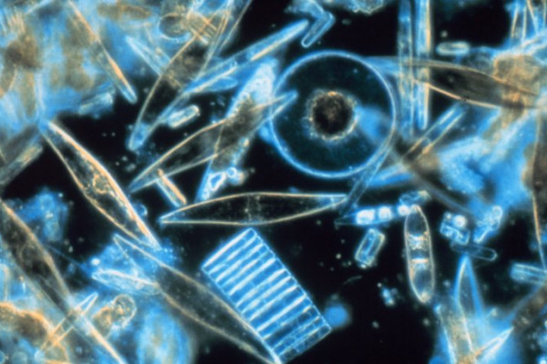 Marine diatoms as seen through a microscope. These tiny phytoplankton, which are encased within a silicate cell wall, were found living between crystals of annual sea ice in McMurdo Sound, Antarctica.