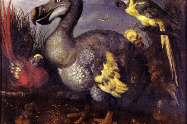  One of the most famous and often-copied paintings of a Dodo specimen, as painted by Roelant Savery in the late 1620s. The image came into the possession of the ornithologist George Edwards, who later gave it to the British Museum, hence the name. The...