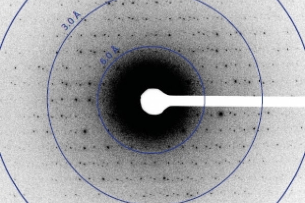 Very cold weak electron beams have been used to collect large numbers of diffraction patterns from protein microcrystals.