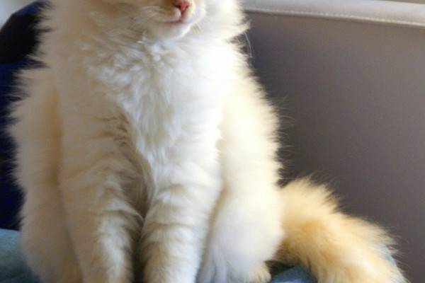 How Do Cats Make Their Fur Stand On End Questions Naked