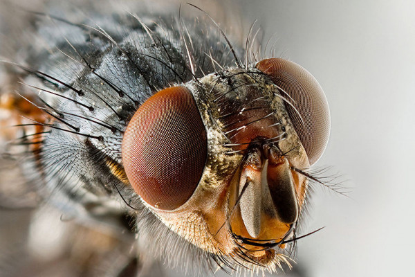 Sarcophagidae Fly