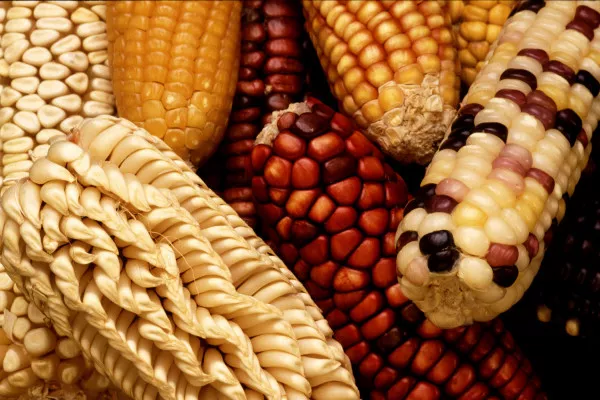 To increase the genetic diversity of U.S. corn, the Germplasm Enhancement for Maize (GEM) project seeks to combine exotic germplasm, such as this unusually colored and shaped maize from Latin America, with domestic corn lines.