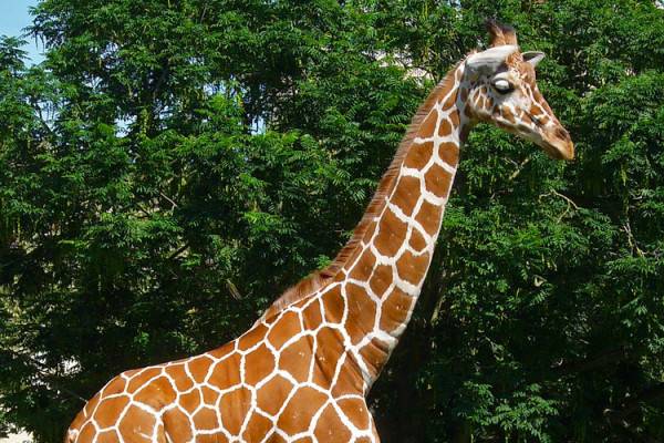 Giraffe - Giraffa camelopardalis reticulata