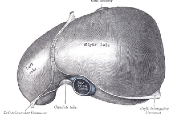 The Liver, from Grays Anatomy
