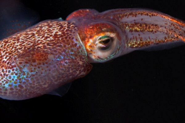 The adult Hawaiian bobtail squid (''Euprymna scolopes'') with inset scale.