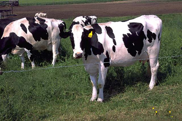 Fresian (Holstein) Cows