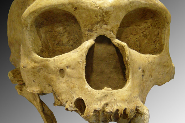 Recently discovered hominid species shared the landscape with modern humans and neanderthals. Neanderthal skull featured.
