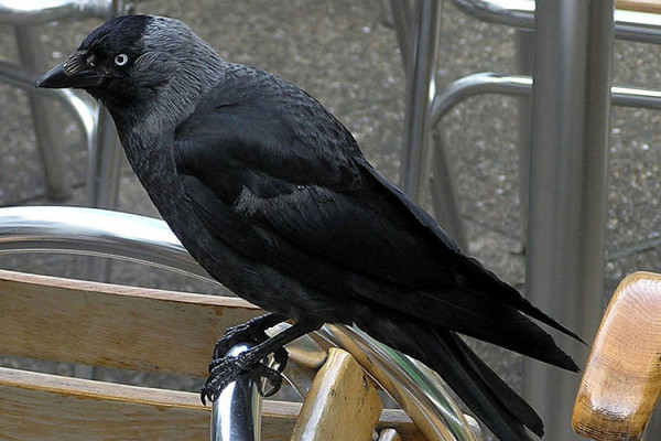 Jackdaw on the North Devon coast, England. Taken by Adrian Pingstone in July 2004 and released to the public domain.