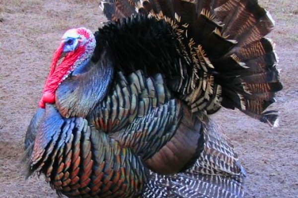 Male north american turkey (Meleagris gallopavo)