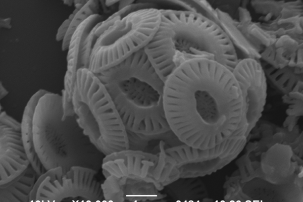 Microscopic marine fossil from Thinia borehole. Emiliania huxleyi coccosphere, captured on the scanning electron microscope at the Bulgarian Academy of Sciences. Scale bar is a micron, one-thousandth of a millimetre.