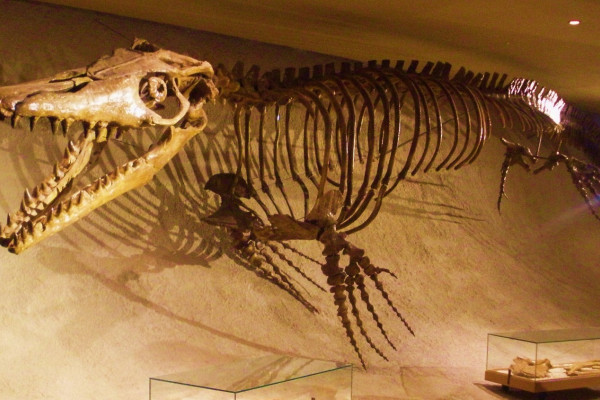 Fossil of Mosasaurus, an extinct mosasaur, from the Natural History Museum of Maastricht.